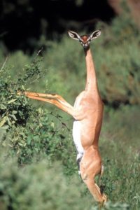 gerenuk